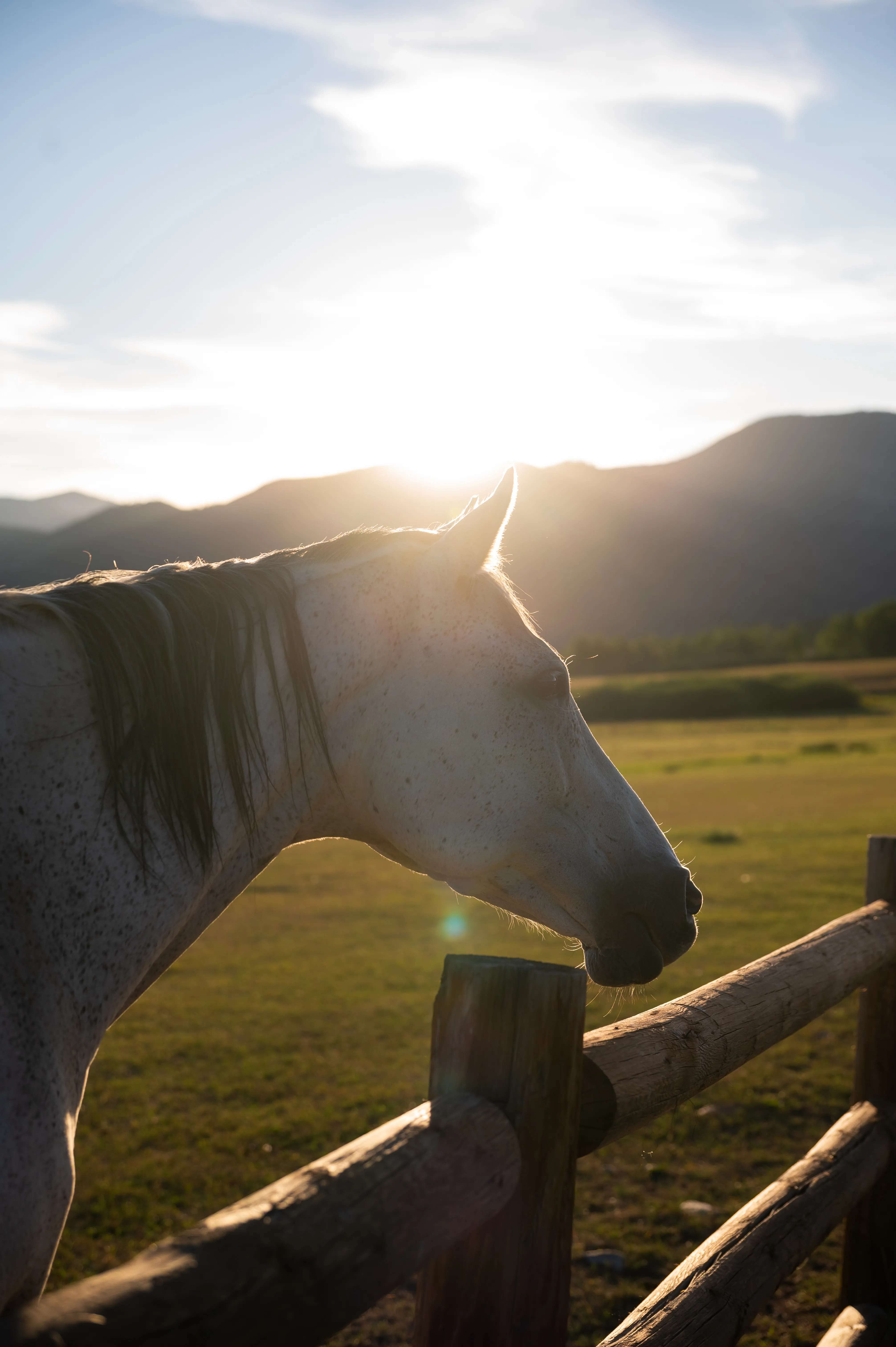 A Horse