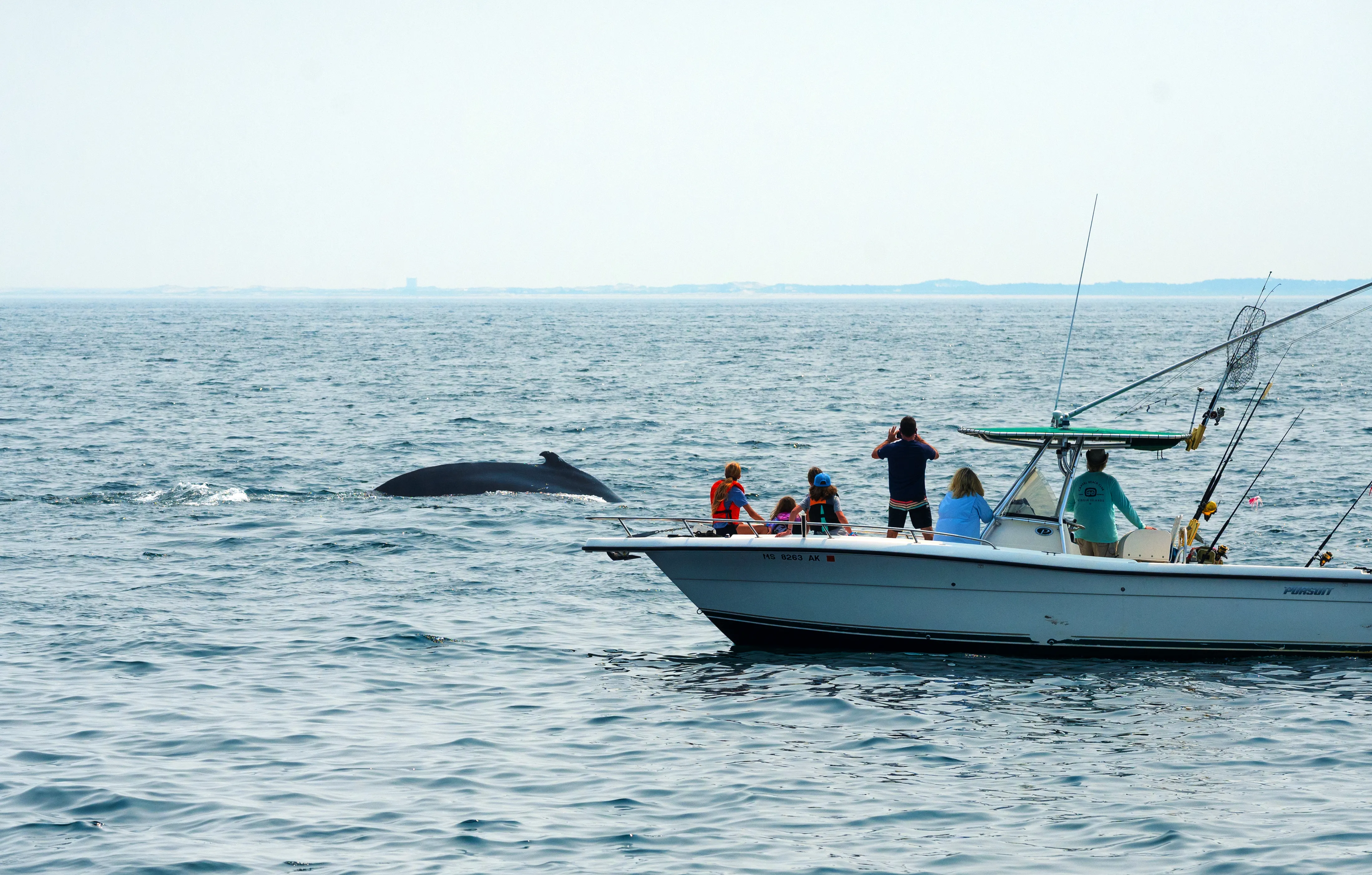 A Whale!
