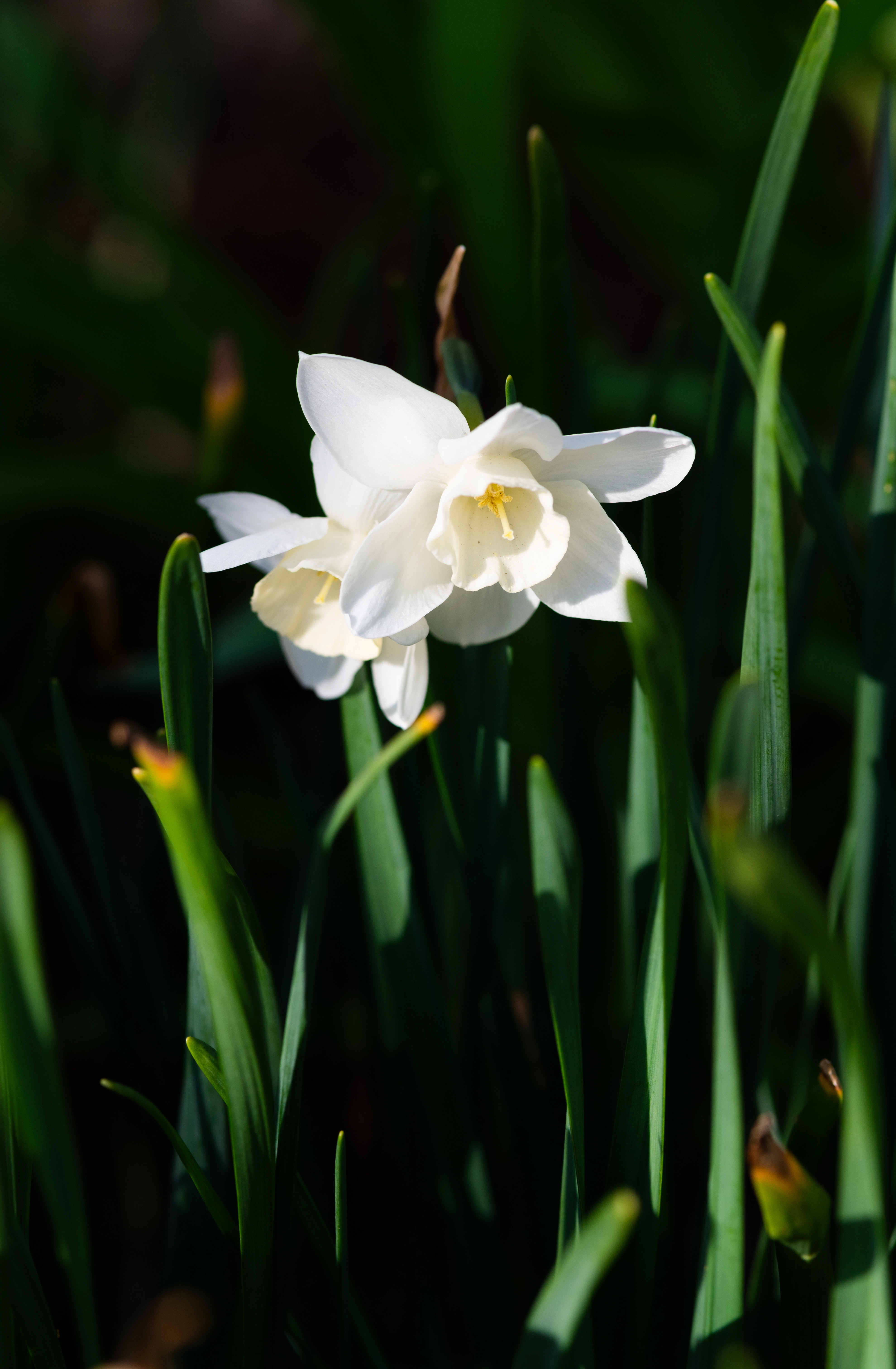 Blooming, 1