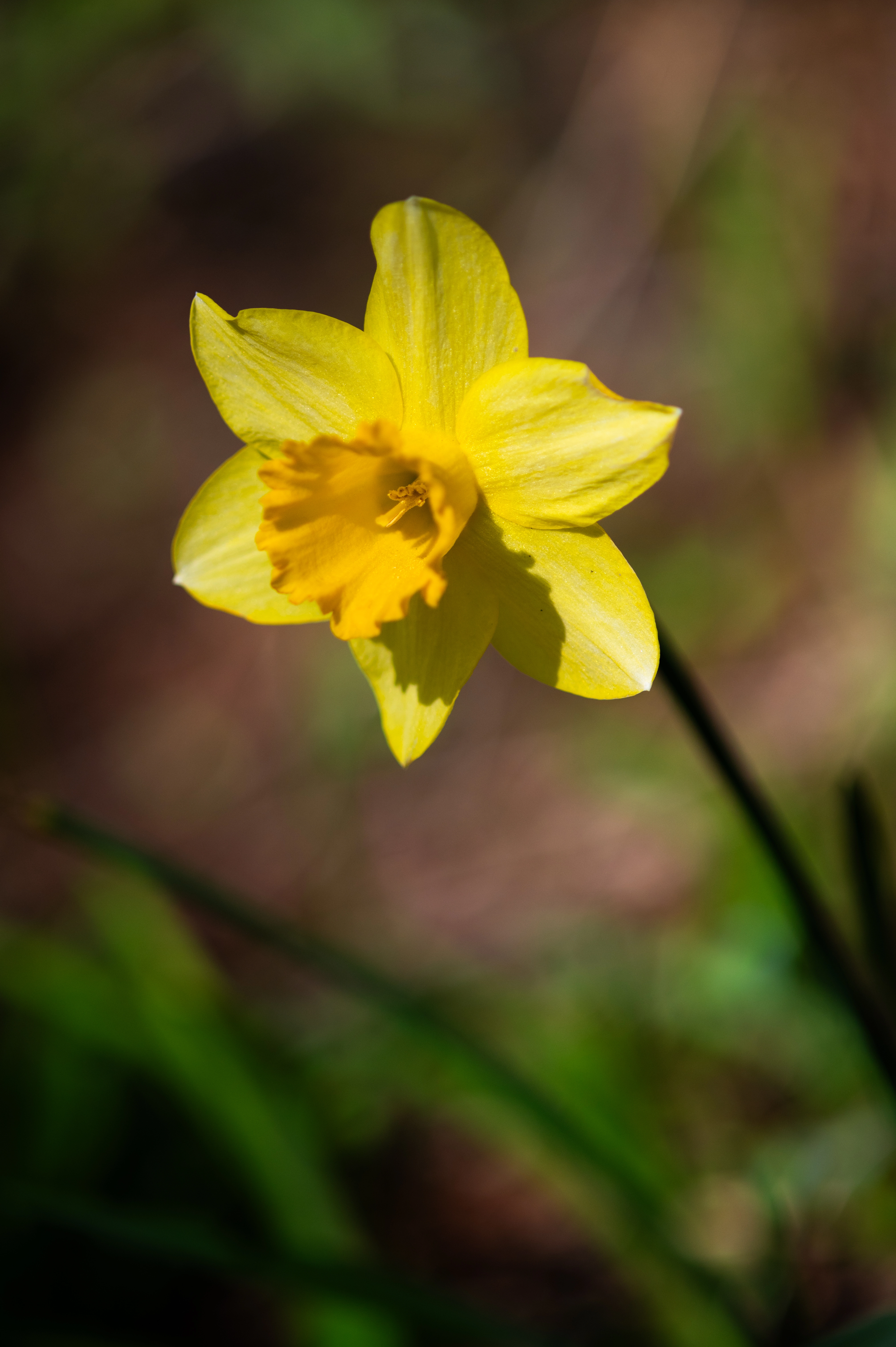Blooming, 2