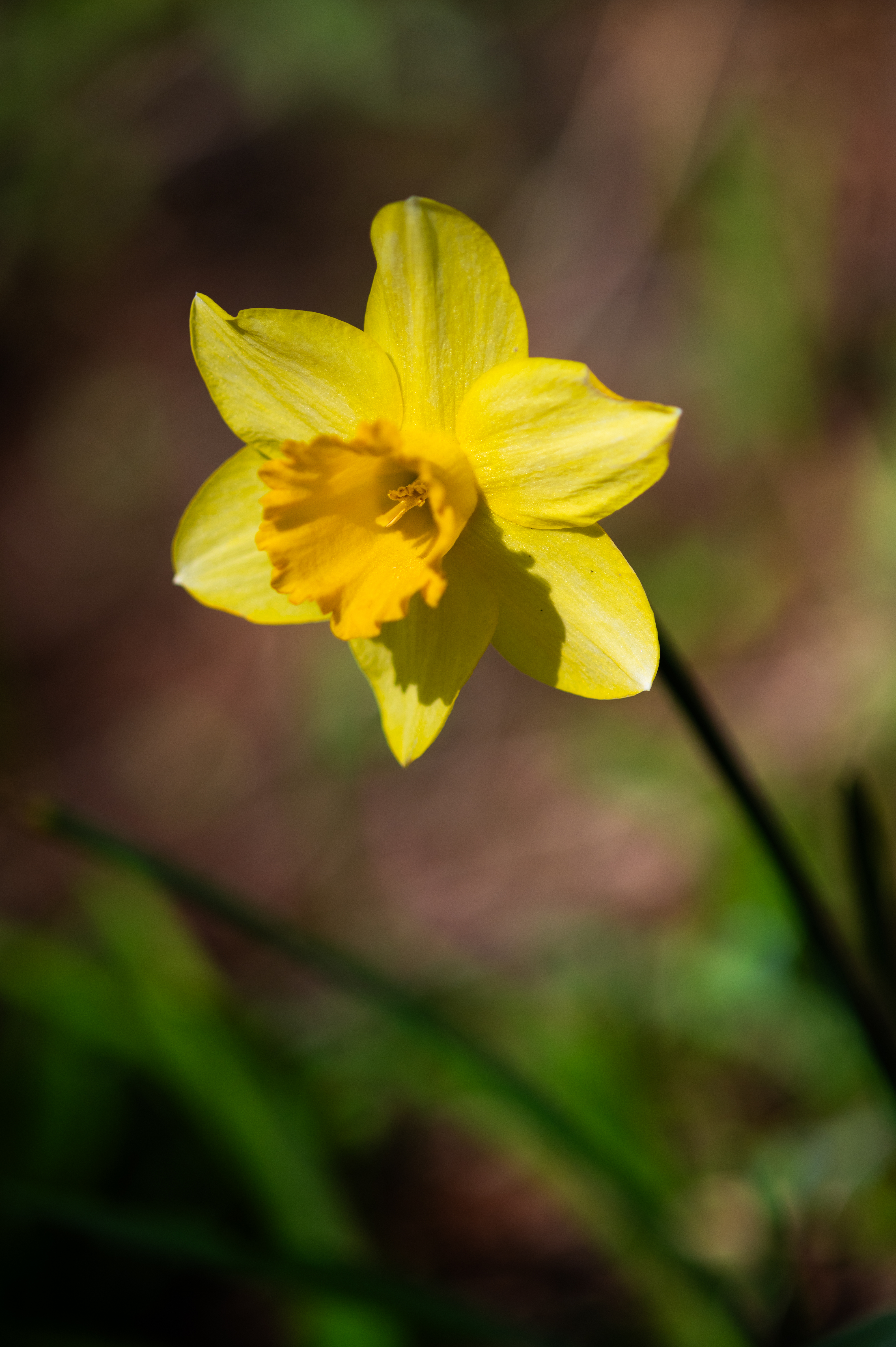 Blooming, 2
