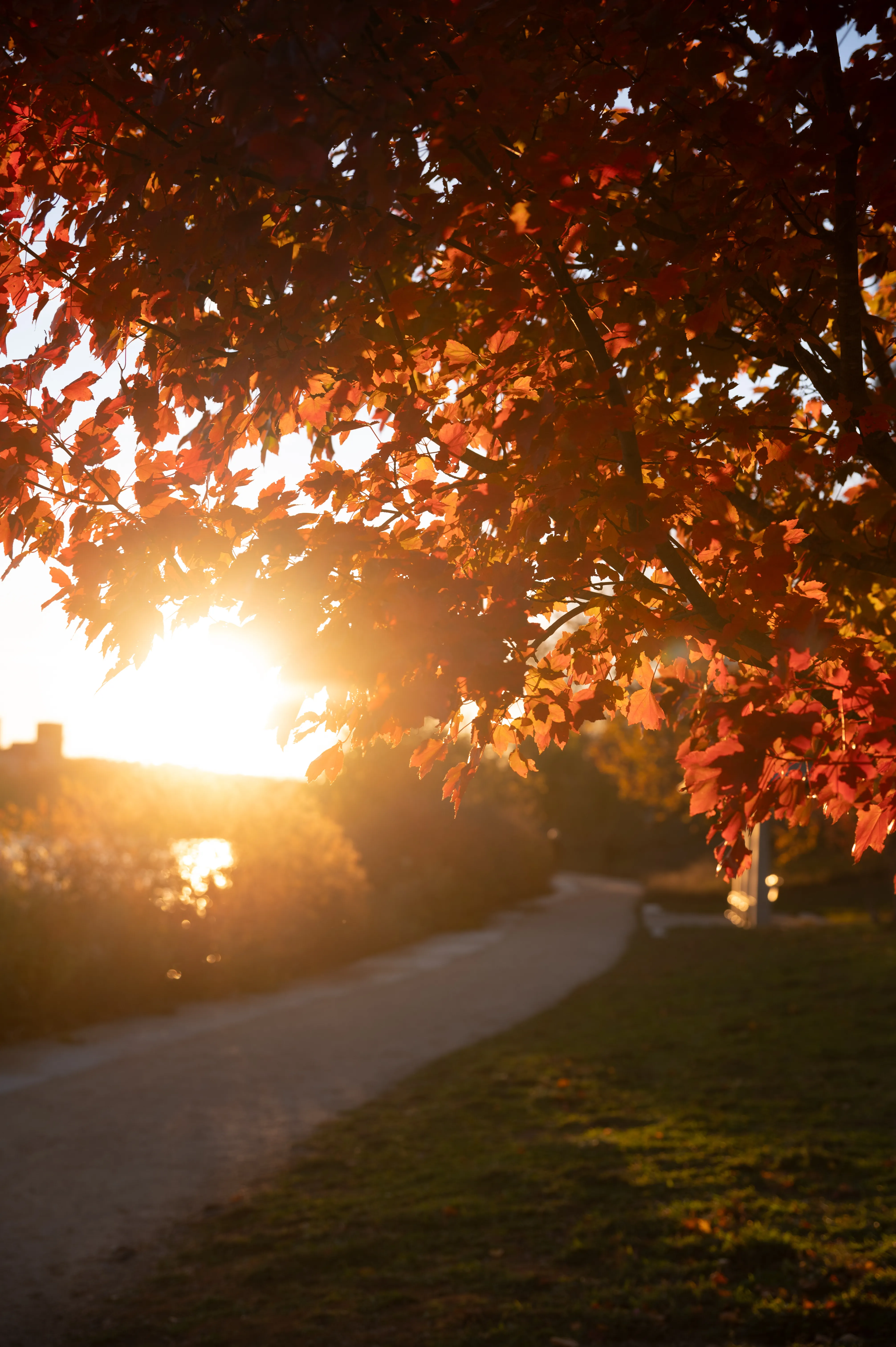 Fall Leaves