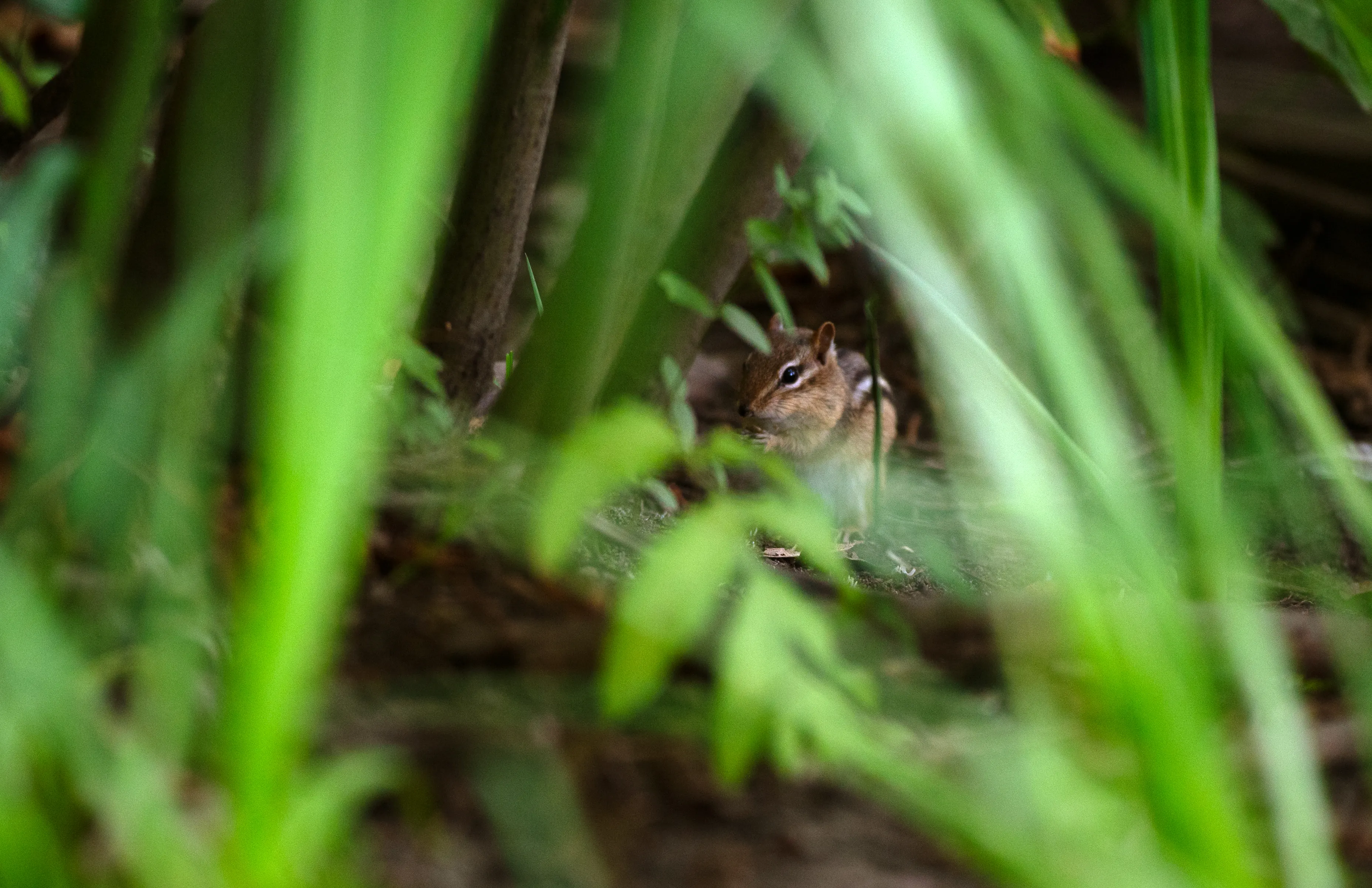 Hiding