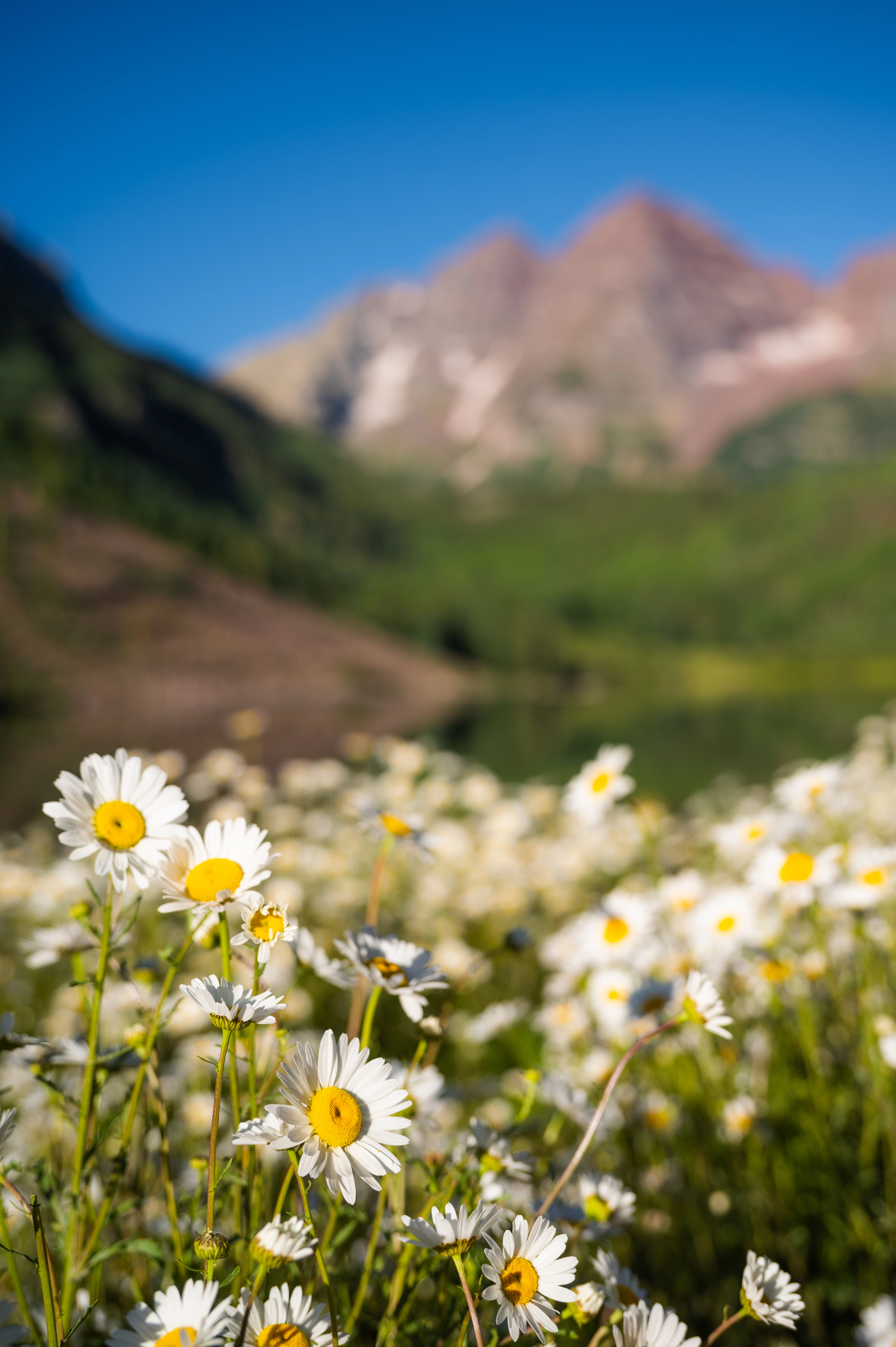 Maroon Bells, and Flowers