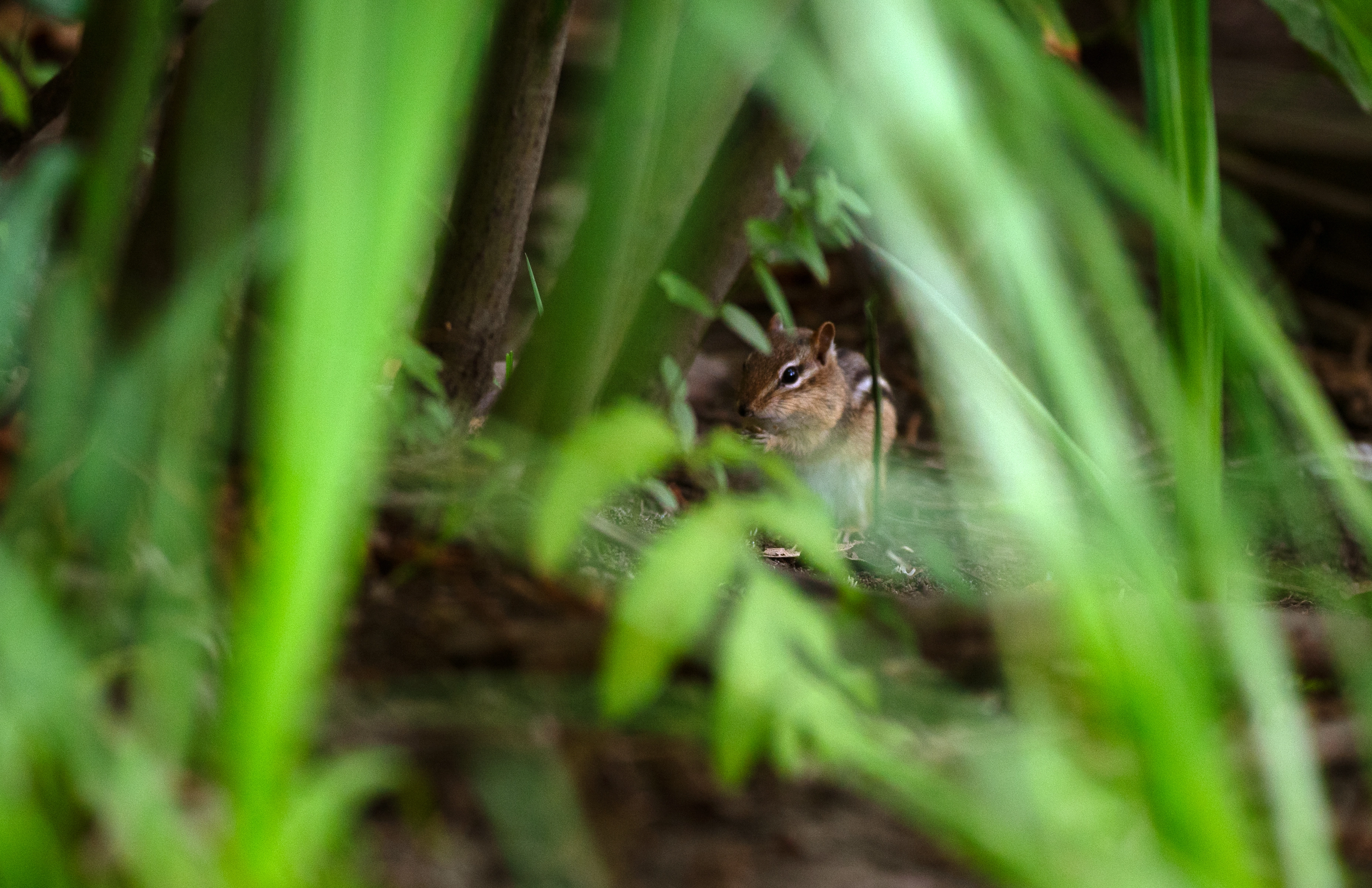 On the Forest Floor