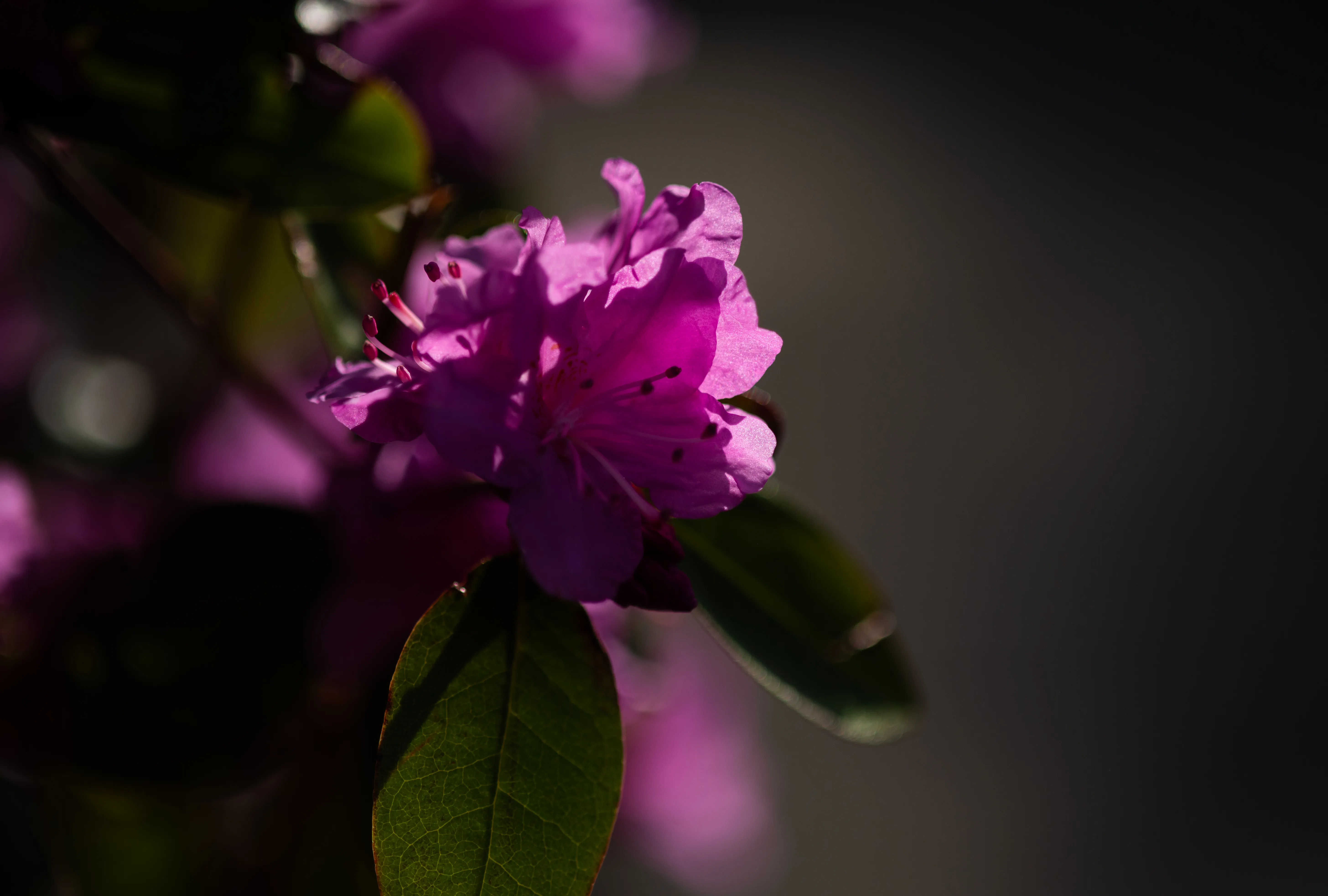 Spring Flower 1