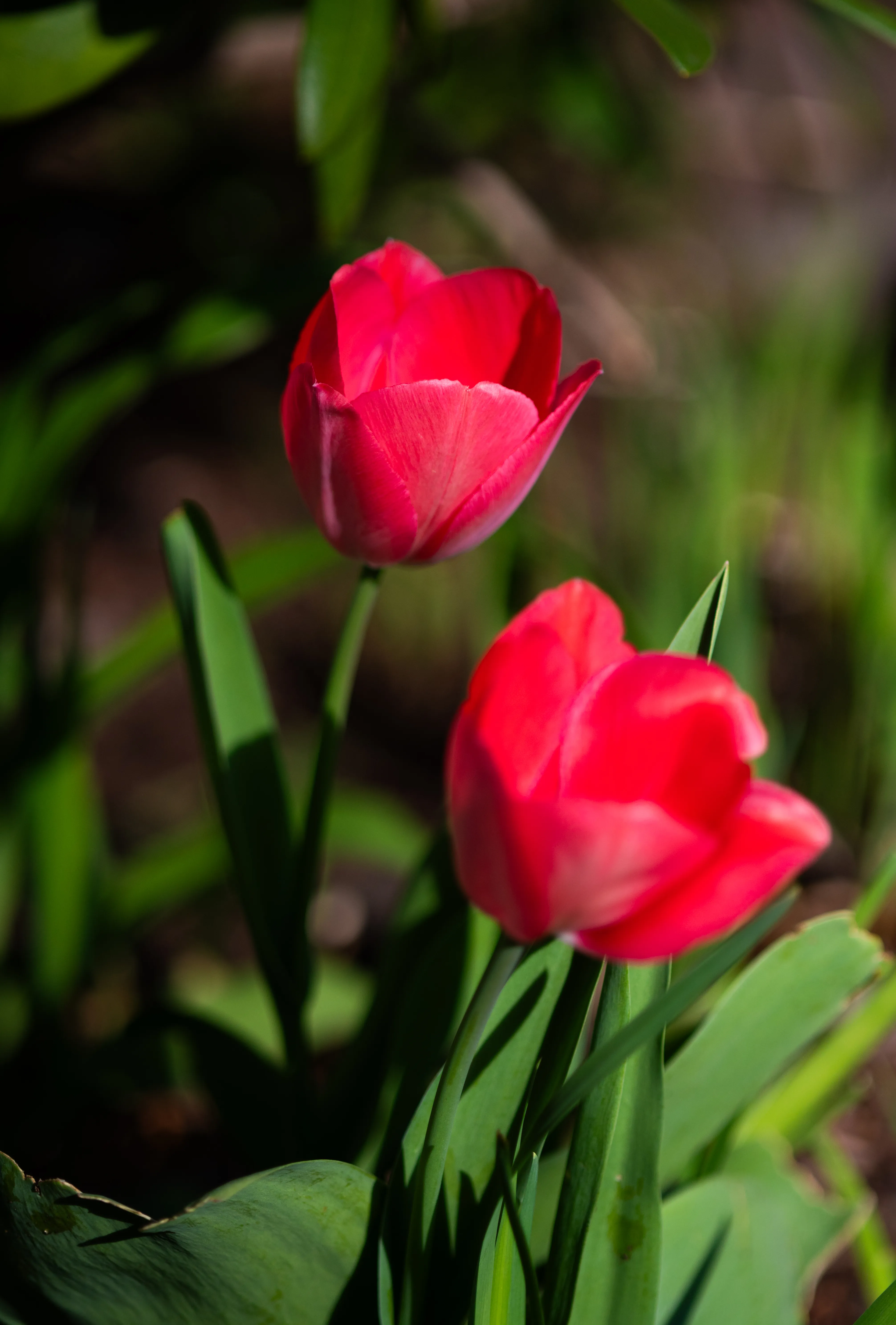 Spring Flower 3
