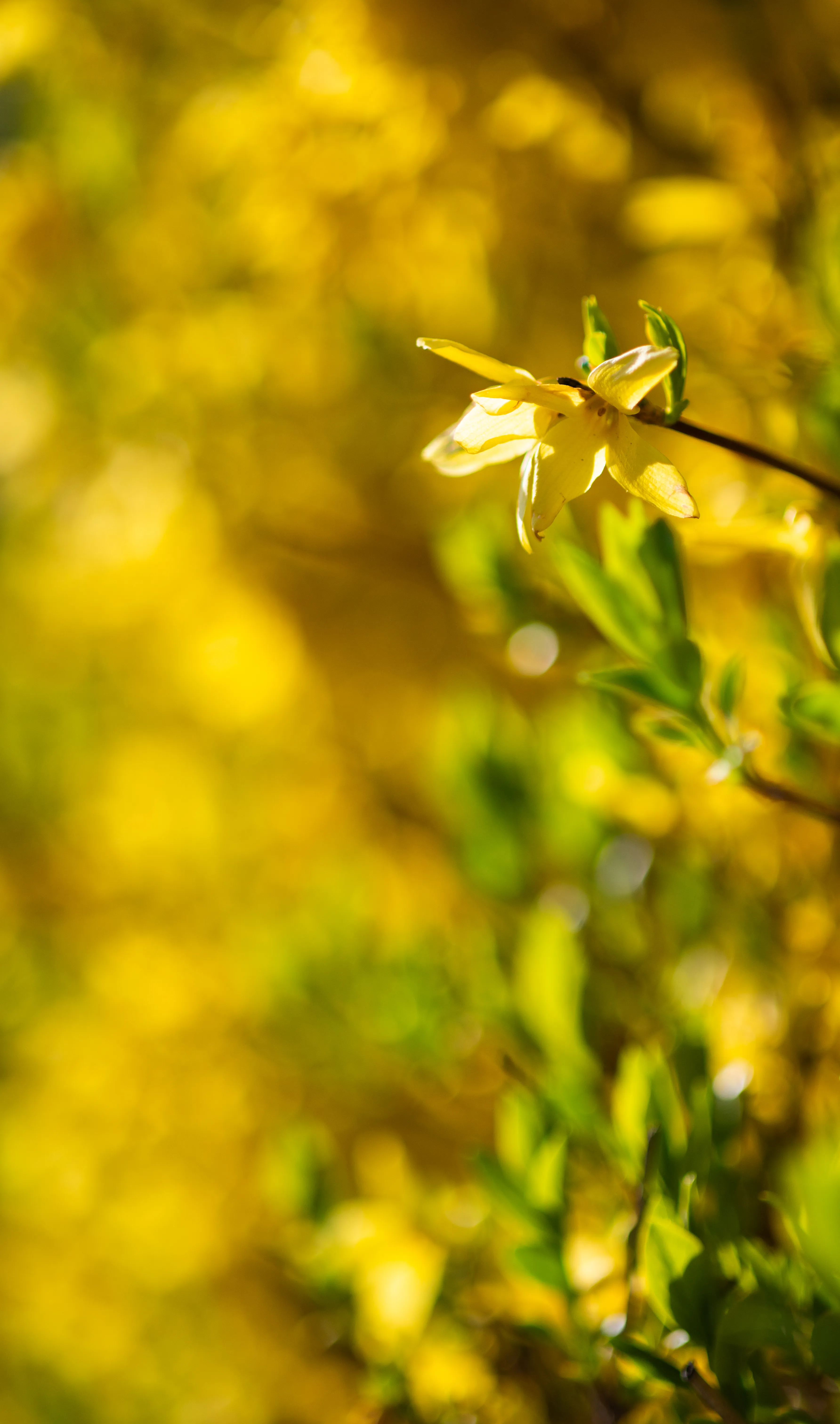 Spring Flower 5