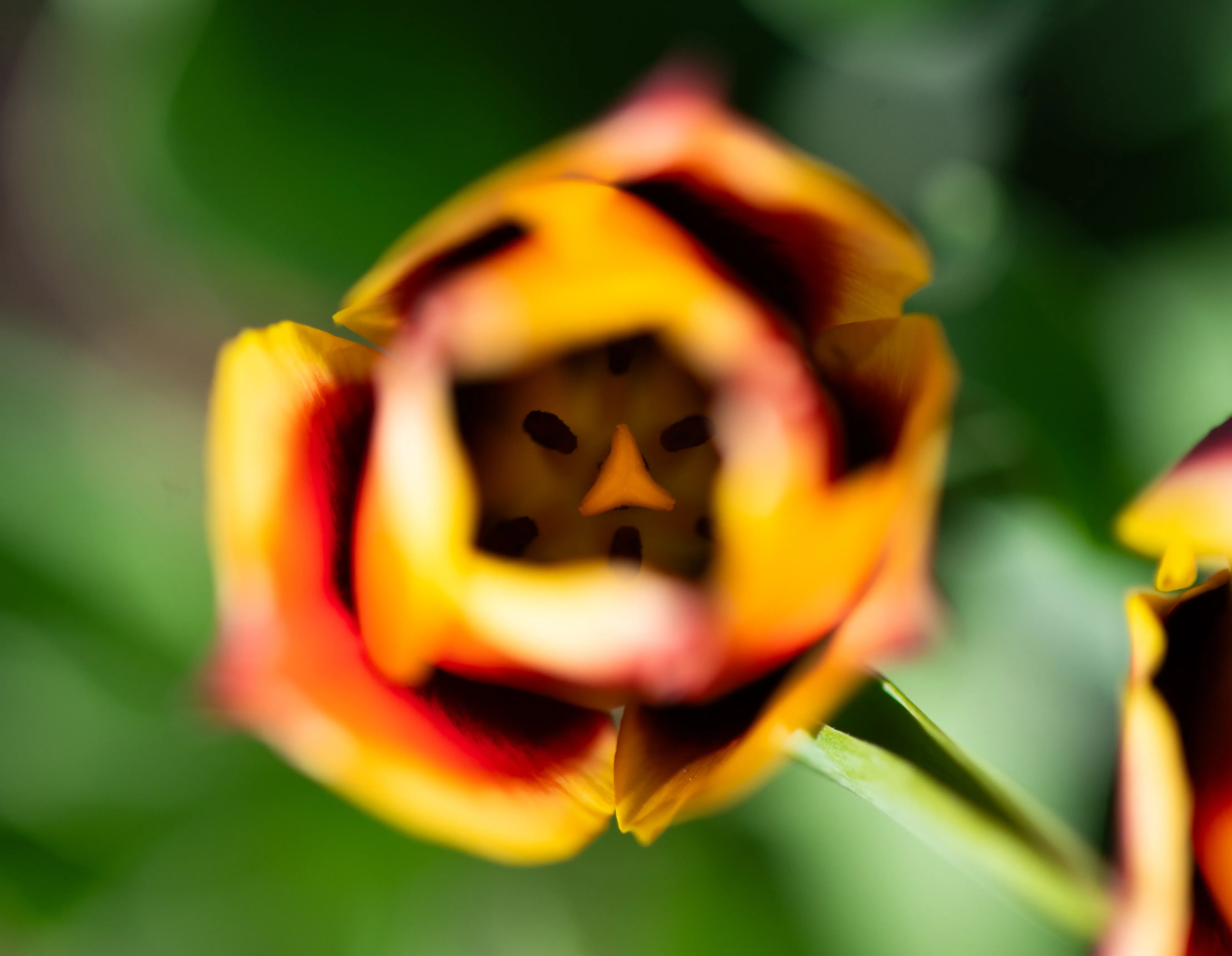 Spring Flower 6