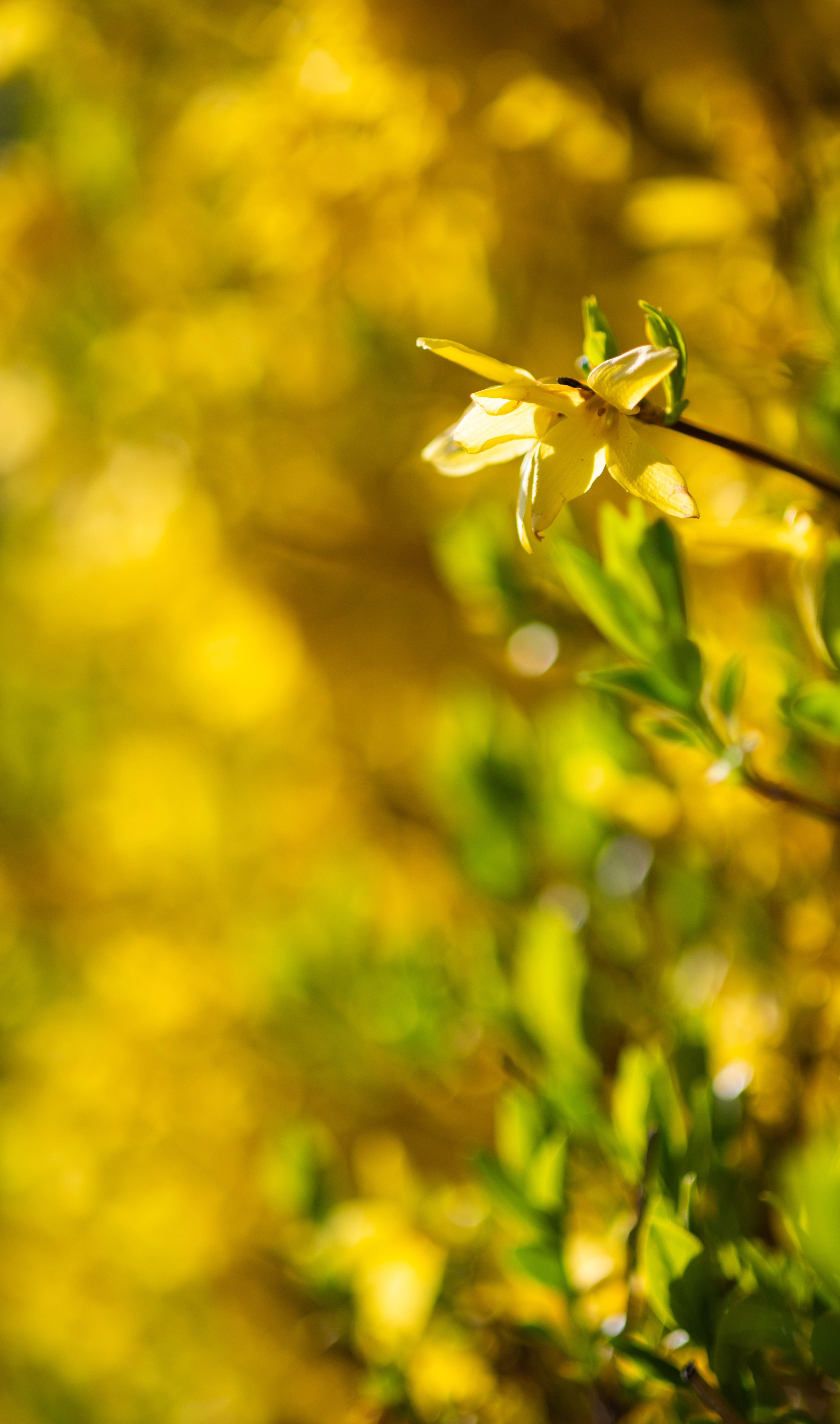 Spring Flowers
