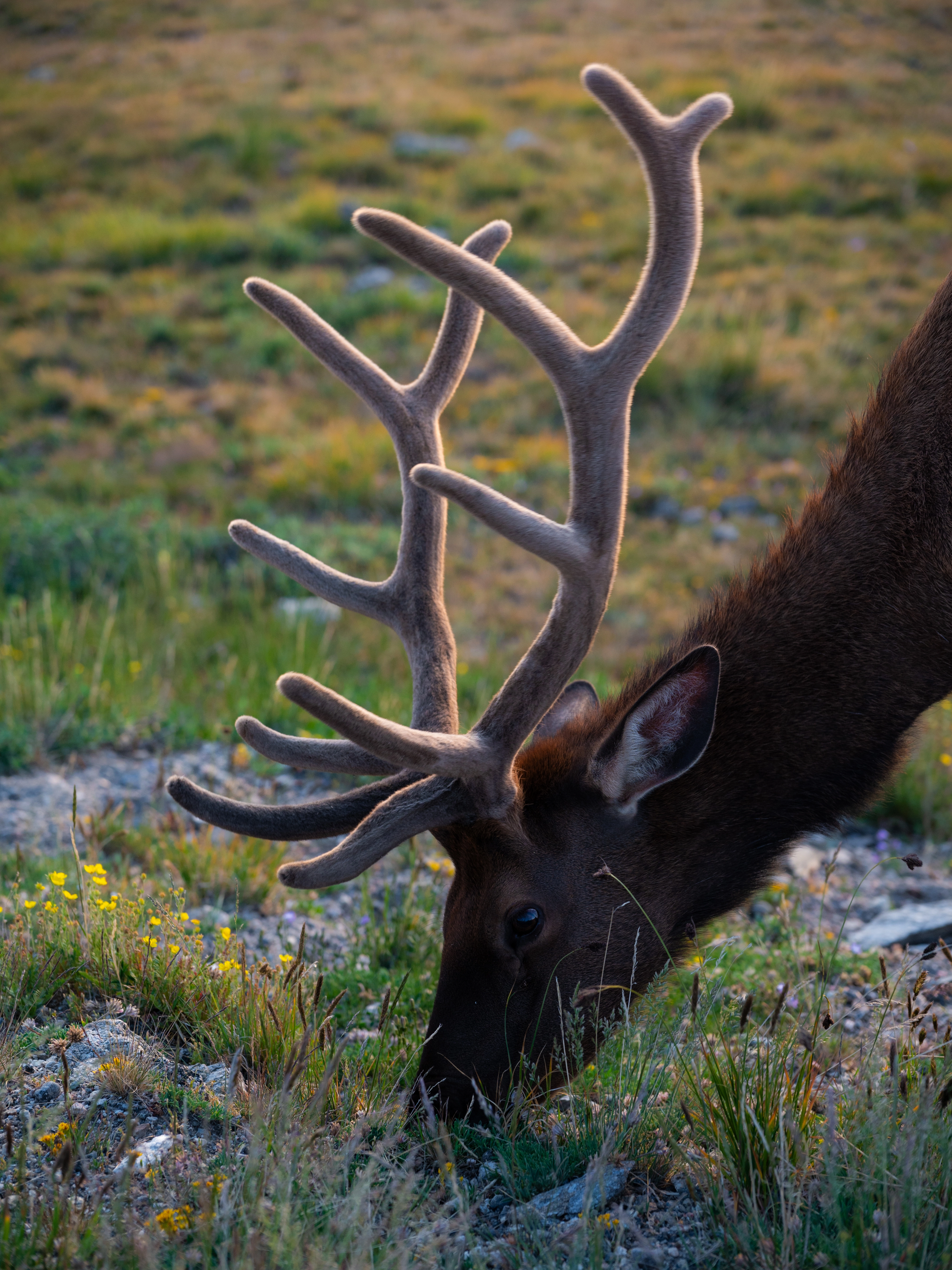 Stag