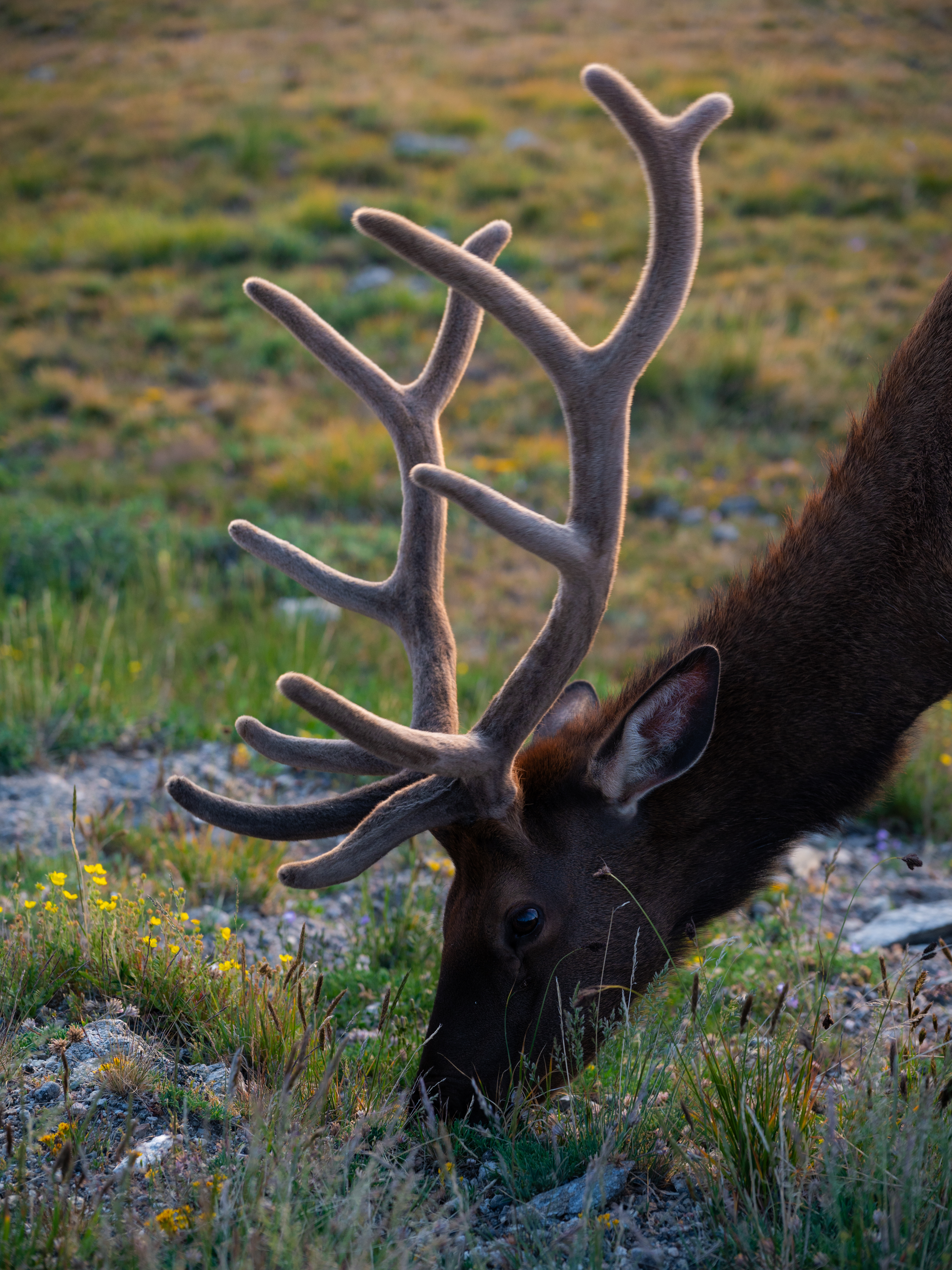 Stag