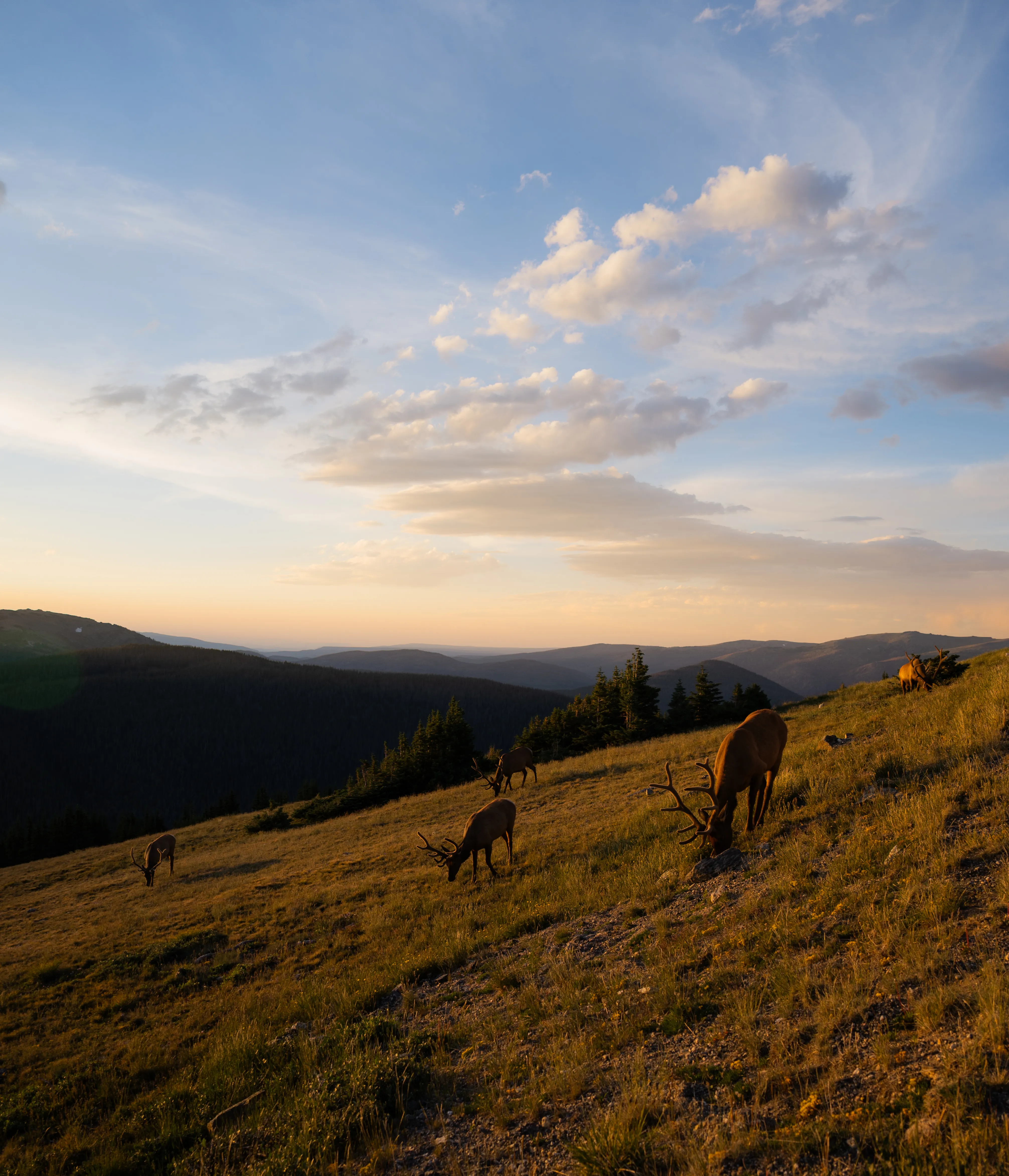Trail Ridge Road 1