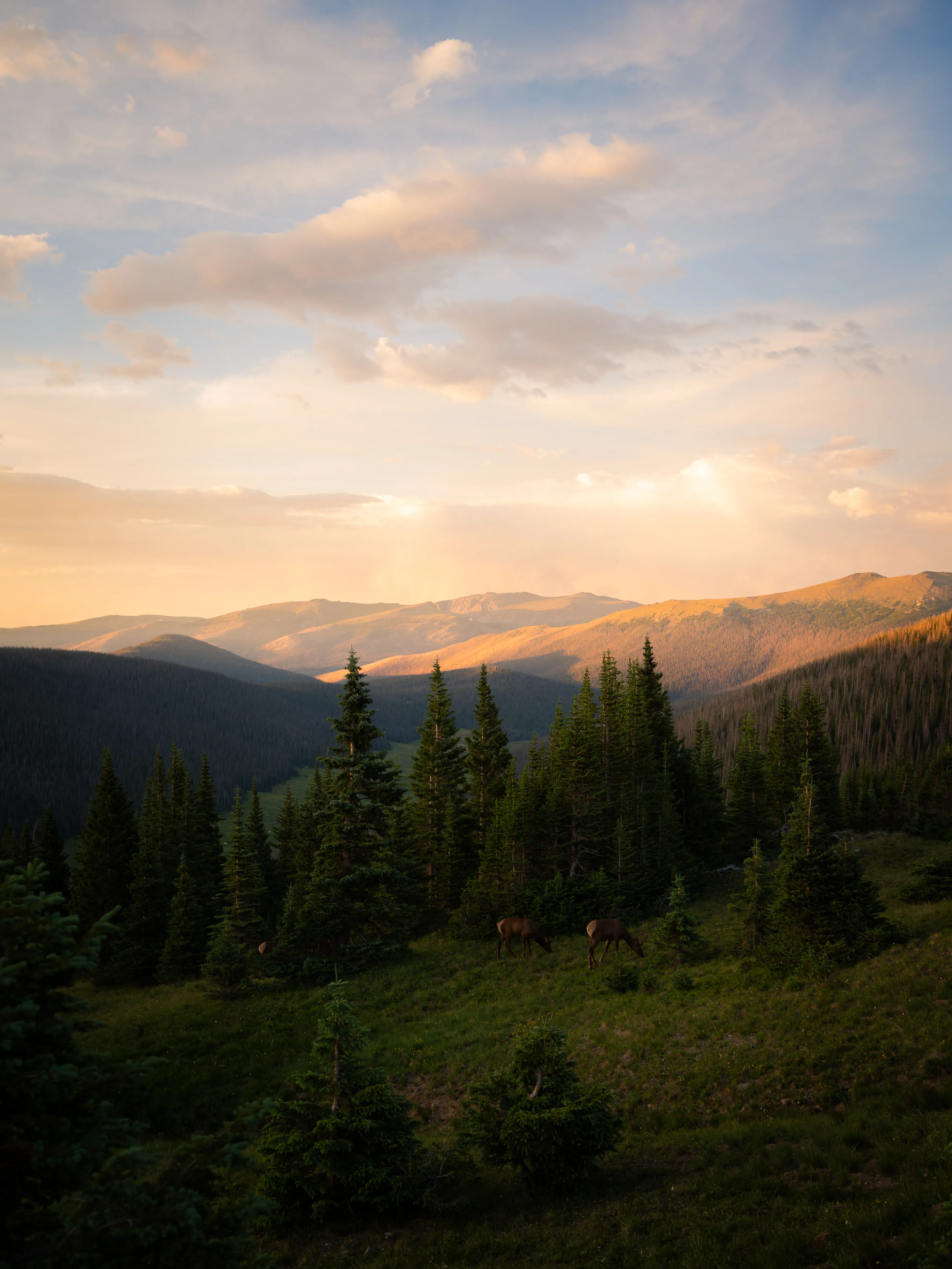 Trail Ridge Road 4