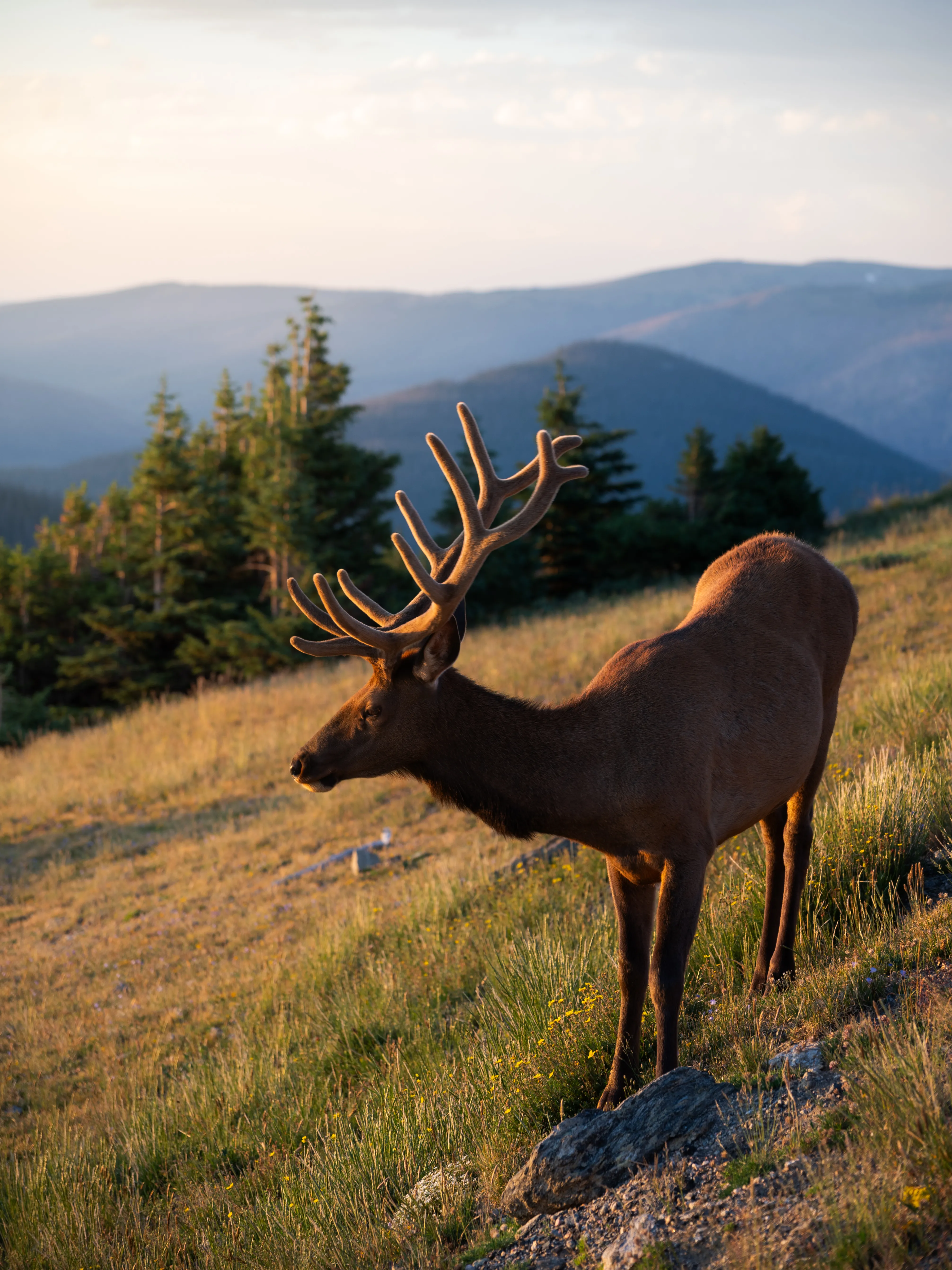 Trail Ridge Road 5